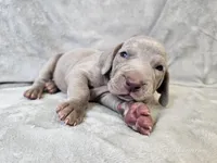 Kronk - AKC, a male Weimaraner for sale in Bois D Arc, MO – 7 of 10