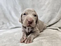 Kronk - AKC, a male Weimaraner for sale in Bois D Arc, MO – 2 of 10