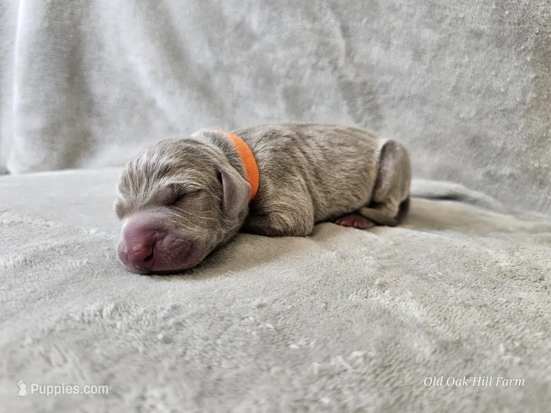 Kronk - AKC – Weimaraner puppy for sale in Bois D Arc, MO