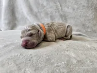 Kronk - AKC, a male Weimaraner for sale in Bois D Arc, MO – Photo 1 of 10