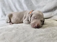 Kronk - AKC, a male Weimaraner for sale in Bois D Arc, MO – 4 of 10