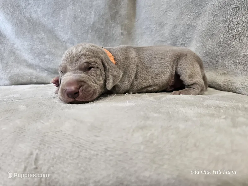 Kronk - AKC – Weimaraner puppy for sale in Bois D Arc, MO