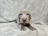 Kronk - AKC, a male Weimaraner for sale in Bois D Arc, MO – 8 of 10
