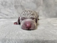 Kronk - AKC, a male Weimaraner for sale in Bois D Arc, MO – Photo 10 of 10