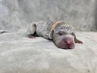 Kronk - AKC, a male Weimaraner for sale in Bois D Arc, MO – Photo 3 of 10