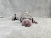 Kronk - AKC, a male Weimaraner for sale in Bois D Arc, MO – Photo 2 of 10