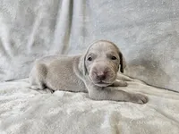 Kincaid - AKC, a male Weimaraner for sale in Bois D Arc, MO – 7 of 10