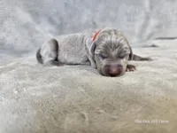 Kashmir - AKC, a female Weimaraner for sale in Bois D Arc, MO – 5 of 10