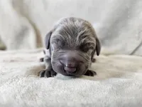 Monty - AKC, a male Weimaraner for sale in Bois D Arc, MO – 9 of 10