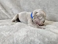 Crix - AKC, a male Weimaraner for sale in Bois D Arc, MO – 3 of 10