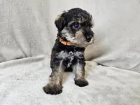 Cassian, a male Schnoodle for sale in Bois D Arc, MO – 7 of 10
