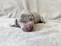 Mira - AKC, a female Weimaraner for sale in Bois D Arc, MO – 3 of 10