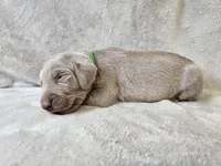 Canyon - AKC, a male Weimaraner for sale in Bois D Arc, MO – Photo 10 of 10