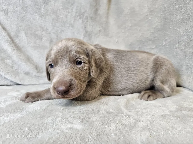 Canyon - AKC – Weimaraner puppy for sale in Bois D Arc, MO