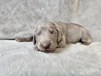 Canyon - AKC, a male Weimaraner for sale in Bois D Arc, MO – Photo 6 of 10