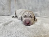 Canyon, a male Weimaraner for sale in Bois D Arc, MO – Photo 2 of 10