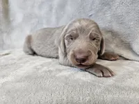 Canyon - AKC, a male Weimaraner for sale in Bois D Arc, MO – Photo 3 of 10