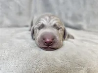 Canyon, a male Weimaraner for sale in Bois D Arc, MO – Photo 3 of 10