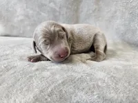 Canyon, a male Weimaraner for sale in Bois D Arc, MO – Photo 9 of 10