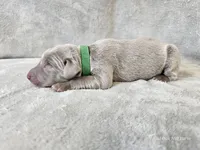 Canyon, a male Weimaraner for sale in Bois D Arc, MO – Photo 4 of 10