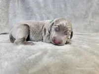 Canyon, a male Weimaraner for sale in Bois D Arc, MO – Photo 7 of 10