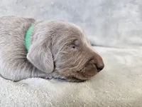 Canyon - AKC, a male Weimaraner for sale in Bois D Arc, MO – Photo 8 of 10
