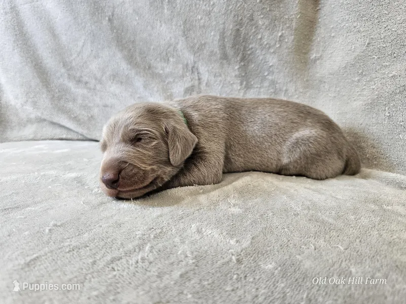 Canyon - AKC – Weimaraner puppy for sale in Bois D Arc, MO