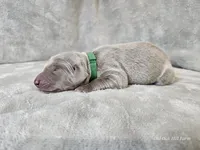 Canyon, a male Weimaraner for sale in Bois D Arc, MO – Photo 5 of 10