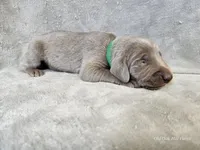 Canyon - AKC, a male Weimaraner for sale in Bois D Arc, MO – Photo 5 of 10