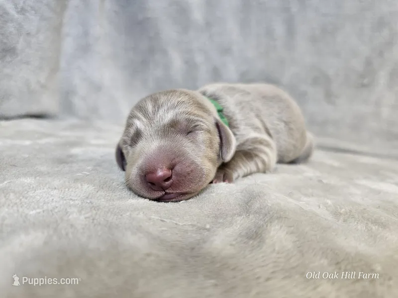 Canyon – Weimaraner puppy for sale in Bois D Arc, MO