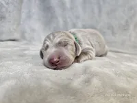 Canyon, a male Weimaraner for sale in Bois D Arc, MO – Photo 1 of 10