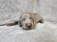 Canyon - AKC, a male Weimaraner for sale in Bois D Arc, MO – Photo 4 of 10