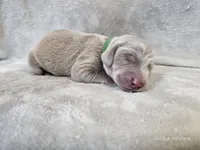 Canyon, a male Weimaraner for sale in Bois D Arc, MO – Photo 10 of 10