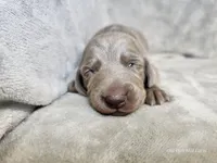 Canyon - AKC, a male Weimaraner for sale in Bois D Arc, MO – Photo 2 of 10