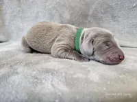 Canyon, a male Weimaraner for sale in Bois D Arc, MO – Photo 6 of 10