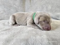 Canyon, a male Weimaraner for sale in Bois D Arc, MO – Photo 8 of 10