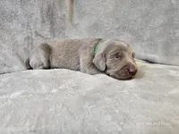 Canyon - AKC, a male Weimaraner for sale in Bois D Arc, MO – Photo 9 of 10