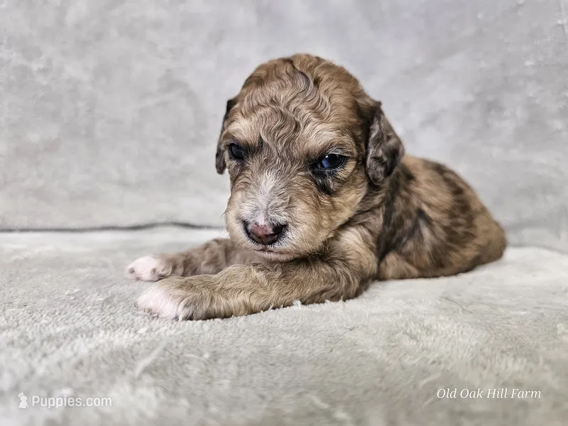 Mosaic – Poochon puppy for sale in Bois D Arc, MO