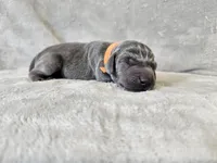 Kobalt- AKC, a male Weimaraner for sale in Bois D Arc, MO – 10 of 10