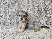 Merlin- blue merle phantom , a male Cavapoo for sale in Bois D Arc, MO – 3 of 10