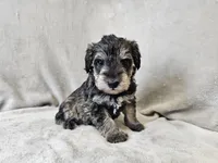 Azriel, a male Schnoodle for sale in Bois D Arc, MO – 7 of 10