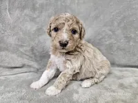 Mochi, a male Poochon for sale in Bois D Arc, MO – 1 of 10