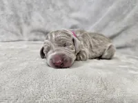 Suri - AKC, a female Weimaraner for sale in Bois D Arc, MO – 7 of 10