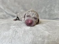Krescent- AKC, a female Weimaraner for sale in Bois D Arc, MO – 7 of 10