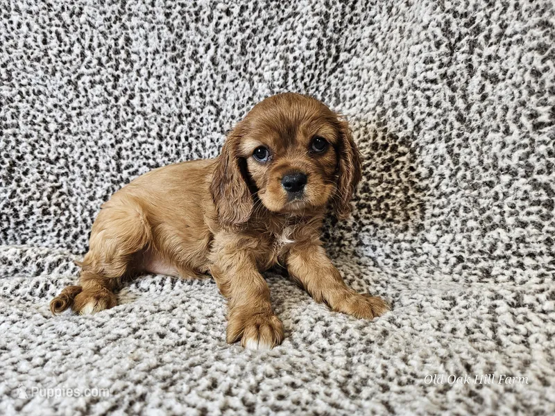 Duchess - FULL AKC – Cavalier King Charles Spaniel puppy for sale in Bois D Arc, MO