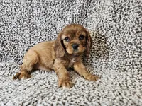 Duchess - FULL AKC, a female Cavalier King Charles Spaniel for sale in Bois D Arc, MO – 1 of 10
