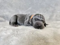 Kobalt- AKC, a male Weimaraner for sale in Bois D Arc, MO – 1 of 10