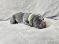 Ivar - AKC, a male Weimaraner for sale in Bois D Arc, MO – Photo 8 of 10