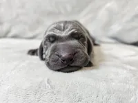 Ivar - AKC, a male Weimaraner for sale in Bois D Arc, MO – Photo 6 of 10