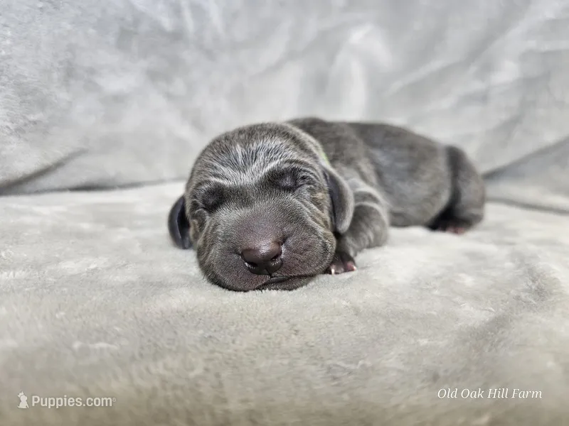 Ivar - AKC – Weimaraner puppy for sale in Bois D Arc, MO